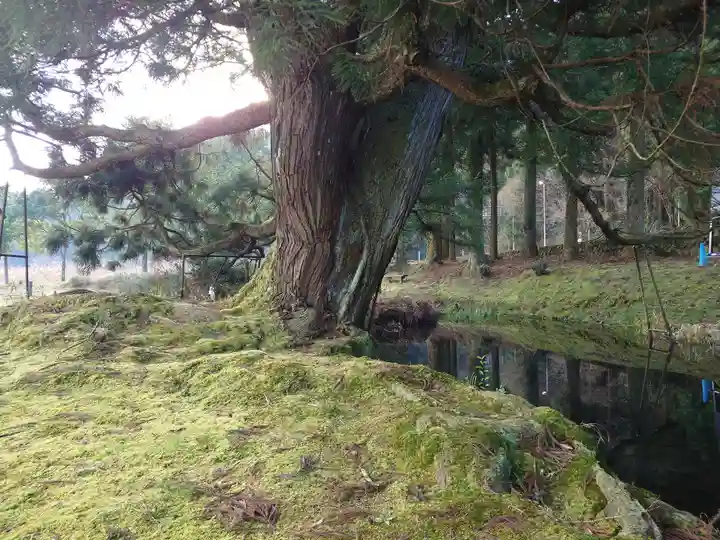 一本杉神社(島根県)