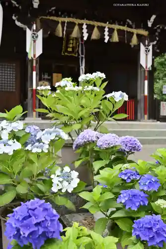 磐井神社の自然
