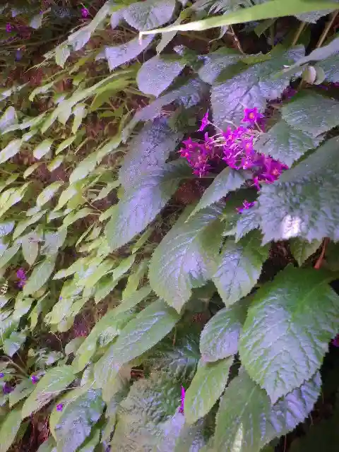 佐助稲荷神社の自然