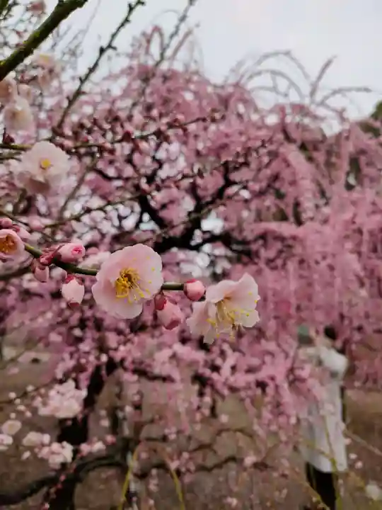 結城神社の自然