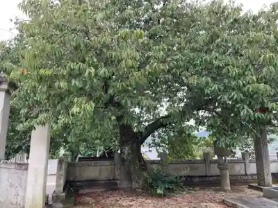 国分寺(愛媛県)