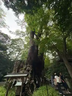 來宮神社(静岡県)