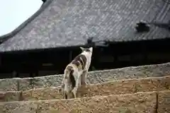 圓福寺の動物