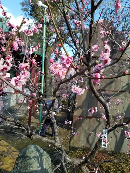 亀戸天神社の自然