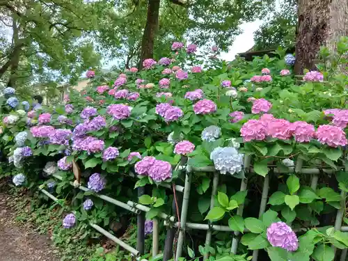 藤森神社の庭園