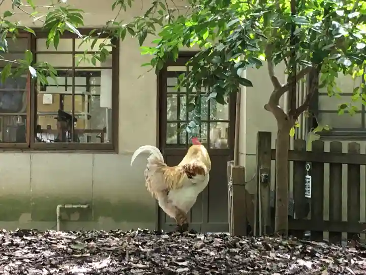 熱田神宮の動物