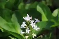 神炊館神社 ⁂奥州須賀川総鎮守⁂の庭園