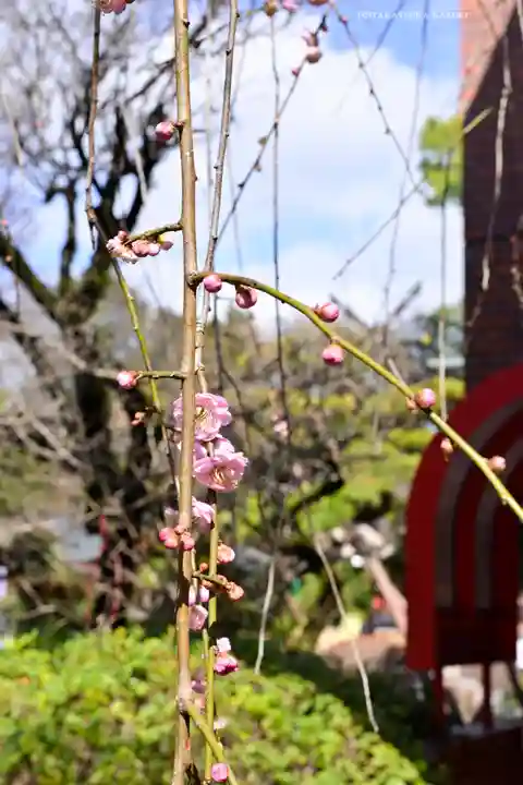 出雲大社相模分祠(神奈川県)