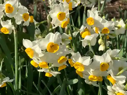 亀戸天神社(東京都)