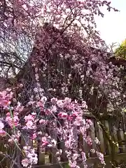 道明寺天満宮(大阪府)