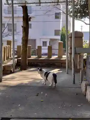 須佐之男社の動物