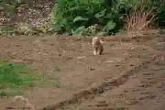 神原田神社の動物