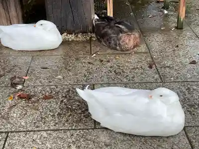 平塚八幡宮(神奈川県)