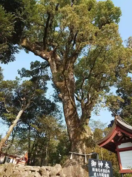 鹿児島神宮(鹿児島県)