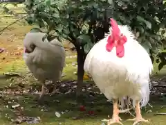 伊勢神宮内宮（皇大神宮）の動物