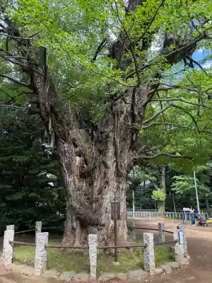 赤坂氷川神社(東京都)