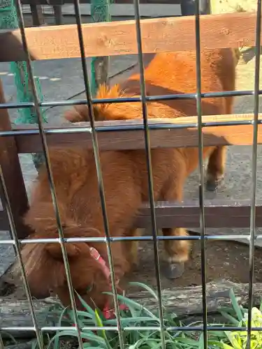 五方山熊野神社の{uncategorized: "未分類", other: "その他", undefined: "問題あり", building: "その他建物", grave: "お墓", sacred_gate: "鳥居", guardian: "狛犬", statue: "像", buddha: "仏像", history: "歴史", nature: "自然", garden: "庭園", animal: "動物", pagoda: "塔", temizu: "手水舎", mountain_gate: "山門・神門", sanctuary: "本殿・本堂", subordinate: "末社・摂社", art: "芸術", scenery: "景色", jizo: "地蔵", ema: "絵馬", goshuin: "御朱印", omikuji: "おみくじ", items: "授与品その他", amulet: "お守り", goshuincho: "御朱印帳", eats: "食事", festival: "お祭り", votive_dance: "神楽", shichigosan: "七五三参", wedding: "結婚式", experience: "体験その他", initially: "初詣", around: "周辺", anti_infection: "感染症対策"}