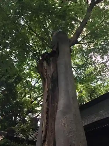 調神社の自然