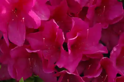 玉敷神社(埼玉県)