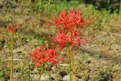 若宮八幡宮(京都府)