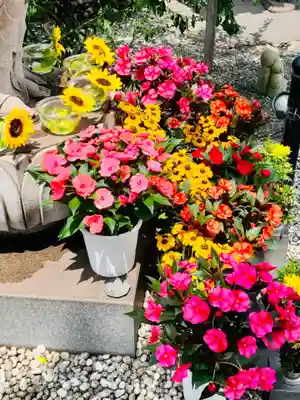 四季桜の寺 妙乗院のお祭り