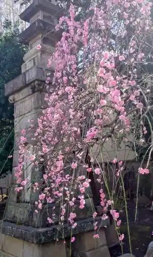 新井薬師（梅照院）(東京都)