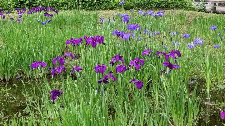深大寺(東京都)