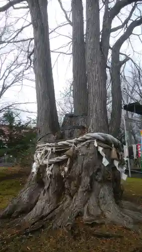 清里神社の自然