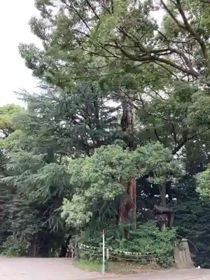 曾屋神社の自然