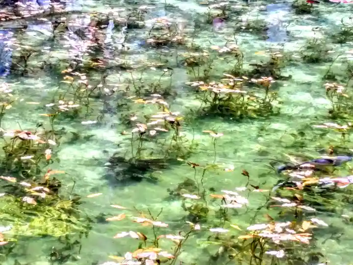 根道神社の動物
