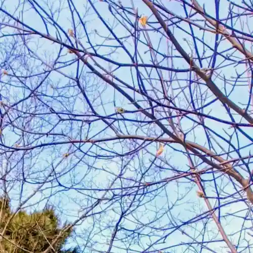 彌彦神社　(伊夜日子神社)(北海道)
