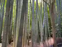 報国寺(神奈川県)