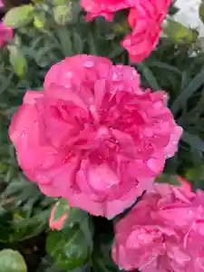 彌都加伎神社の自然(2021年05月02日(日) 18時35分05秒投稿)