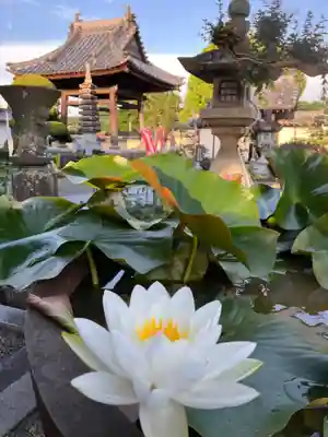 真言宗　善通寺派　薬王寺(香川県)