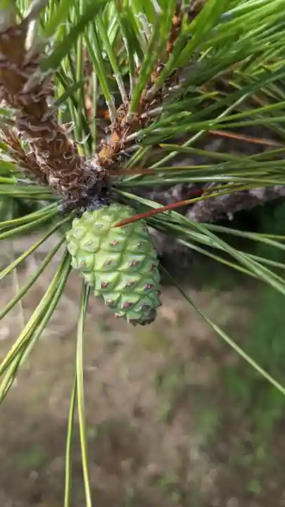禅林寺(愛知県)