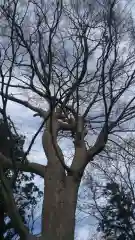 酒門神社の自然