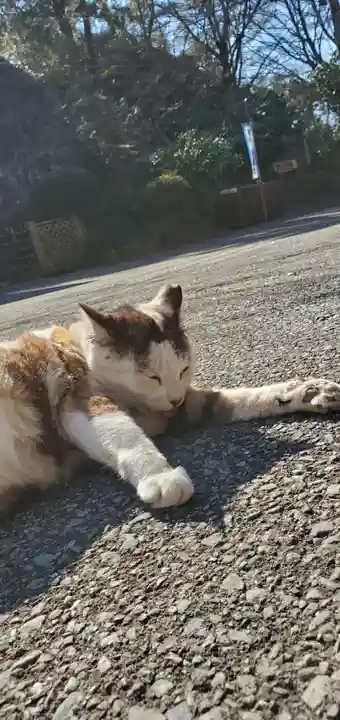 唐澤山神社の動物