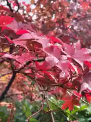 勝持寺（花の寺）の自然