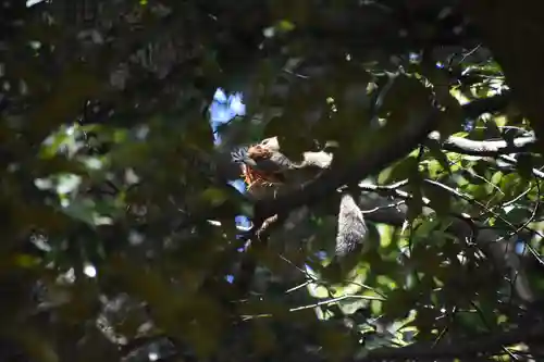 葛原岡神社の動物