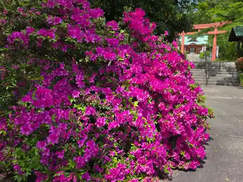 小名浜鹿島神社の自然