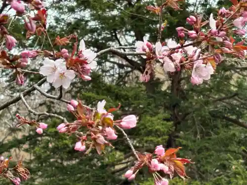 相馬妙見宮　大上川神社の{uncategorized: "未分類", other: "その他", undefined: "問題あり", building: "その他建物", grave: "お墓", sacred_gate: "鳥居", guardian: "狛犬", statue: "像", buddha: "仏像", history: "歴史", nature: "自然", garden: "庭園", animal: "動物", pagoda: "塔", temizu: "手水舎", mountain_gate: "山門・神門", sanctuary: "本殿・本堂", subordinate: "末社・摂社", art: "芸術", scenery: "景色", jizo: "地蔵", ema: "絵馬", goshuin: "御朱印", omikuji: "おみくじ", items: "授与品その他", amulet: "お守り", goshuincho: "御朱印帳", eats: "食事", festival: "お祭り", votive_dance: "神楽", shichigosan: "七五三参", wedding: "結婚式", experience: "体験その他", initially: "初詣", around: "周辺", anti_infection: "感染症対策"}