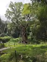 武雄神社(佐賀県)