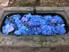 坂本八幡神社の手水