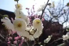 菅原天満宮（菅原神社）(奈良県)