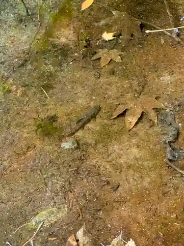 穂高神社奥宮の動物