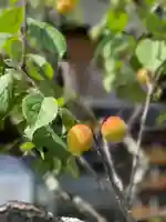 菅原天満宮(菅原神社)の自然