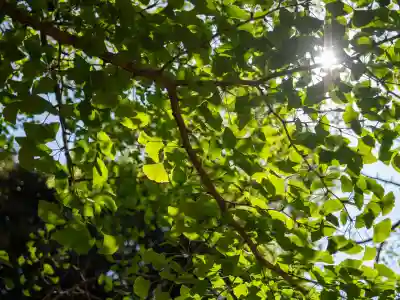 赤坂氷川神社(東京都)