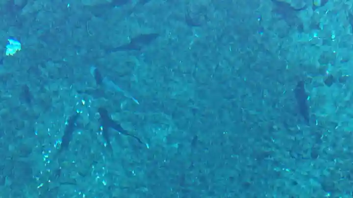 淺間神社(忍野八海)の動物