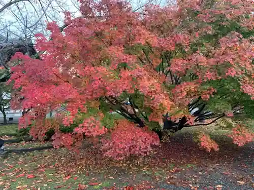 東寺（教王護国寺）の自然