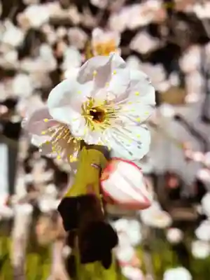成願寺(東京都)